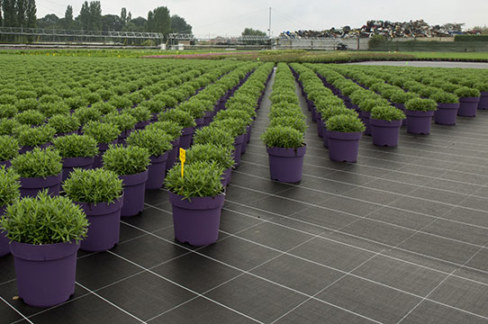 ground cover fabrics weed control