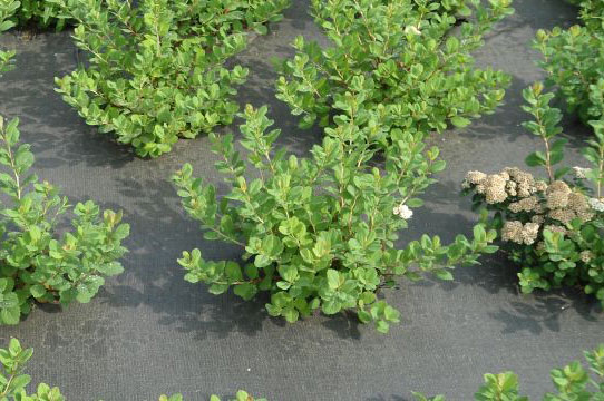 weed control woven ground cover fabrics